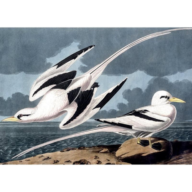 Puzzle de 1000 pièces Mouettes, Kiub