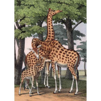 Puzzle 1000 pièces Girafes, Kiub