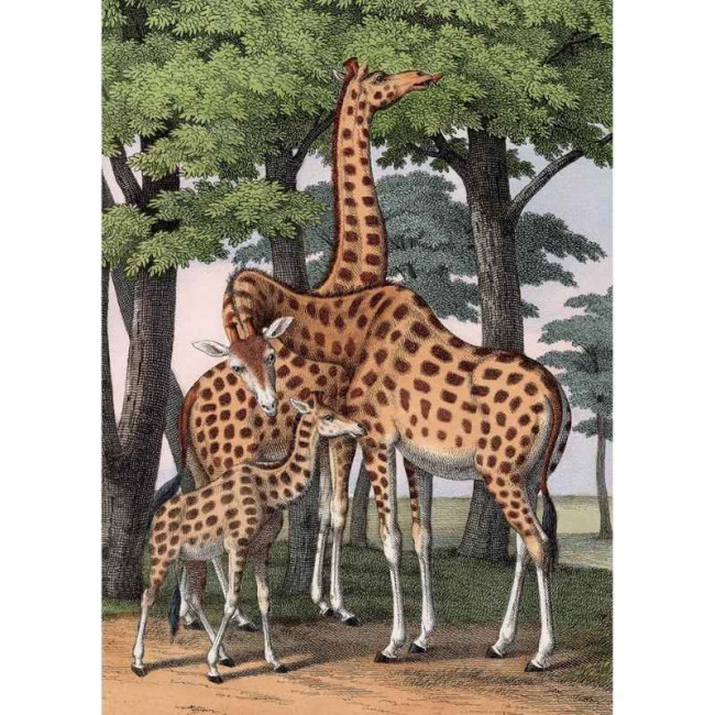 Puzzle 1000 pièces Girafes, Kiub