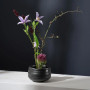 Coupe 16cm Moribana Kombu, Asa Selection