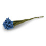 Fleur Bleuet, Gry & Sif
