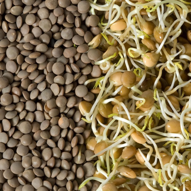 Acheter graines à germer lentille bio, Radie et capucine
