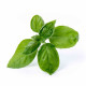 Lingot® basilic grand vert BIO, Véritable