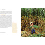 Rhum, Hachette