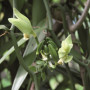 2 gousses de Vanille Bourbon, Terre Exotique