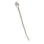 Fleur diamètre 2, Gry & Sif