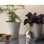 Chien Blanc Bumble, Hoptimist