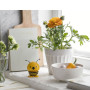 Abeille Bumble, Hoptimist
